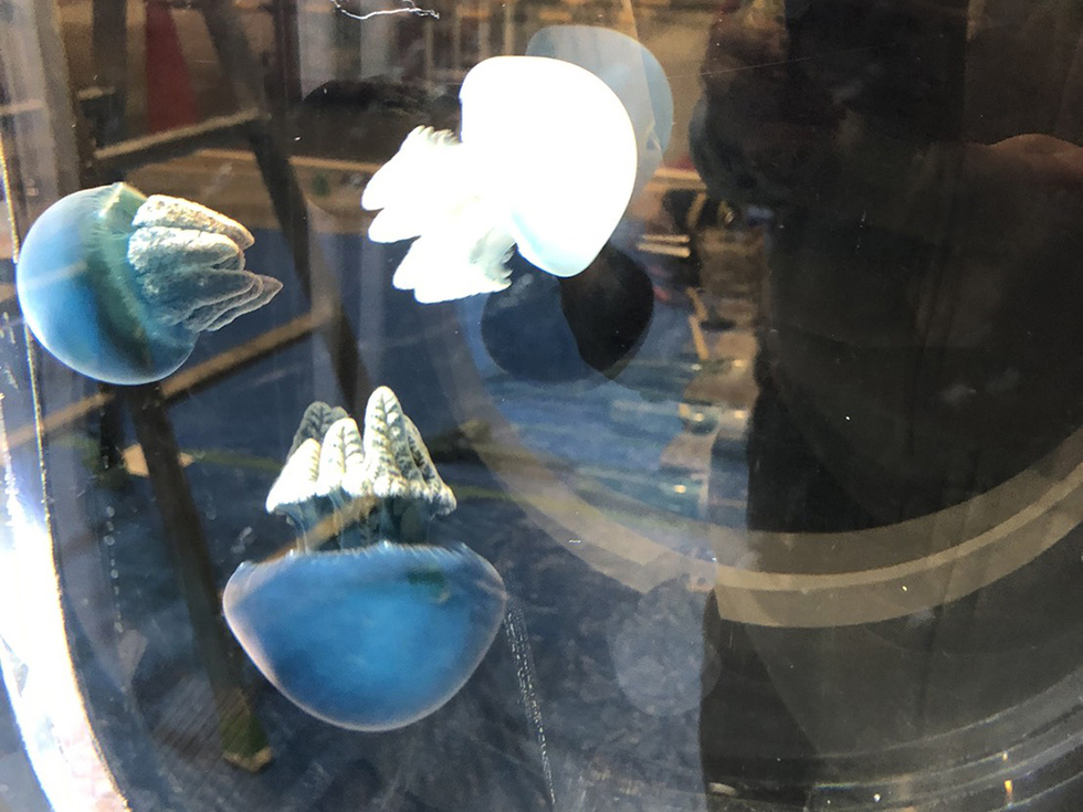 ウミウシ・クラゲのminmin水族館